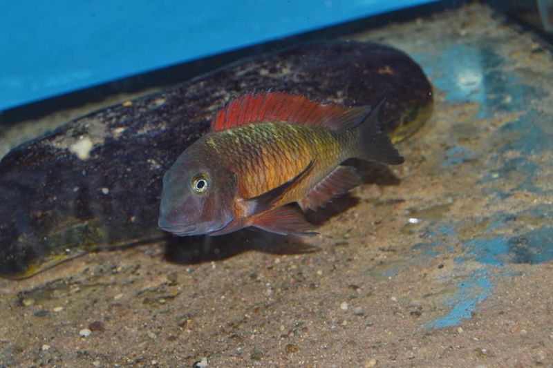 Tropheus Ilangi